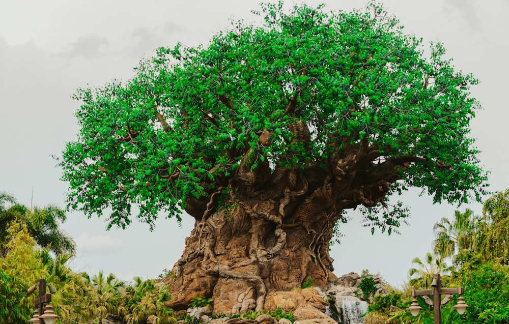 a large tree with lots of green leaves