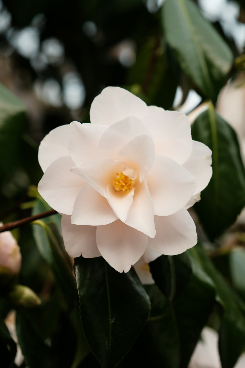 a white flower with a yellow center surrounded by green leaves