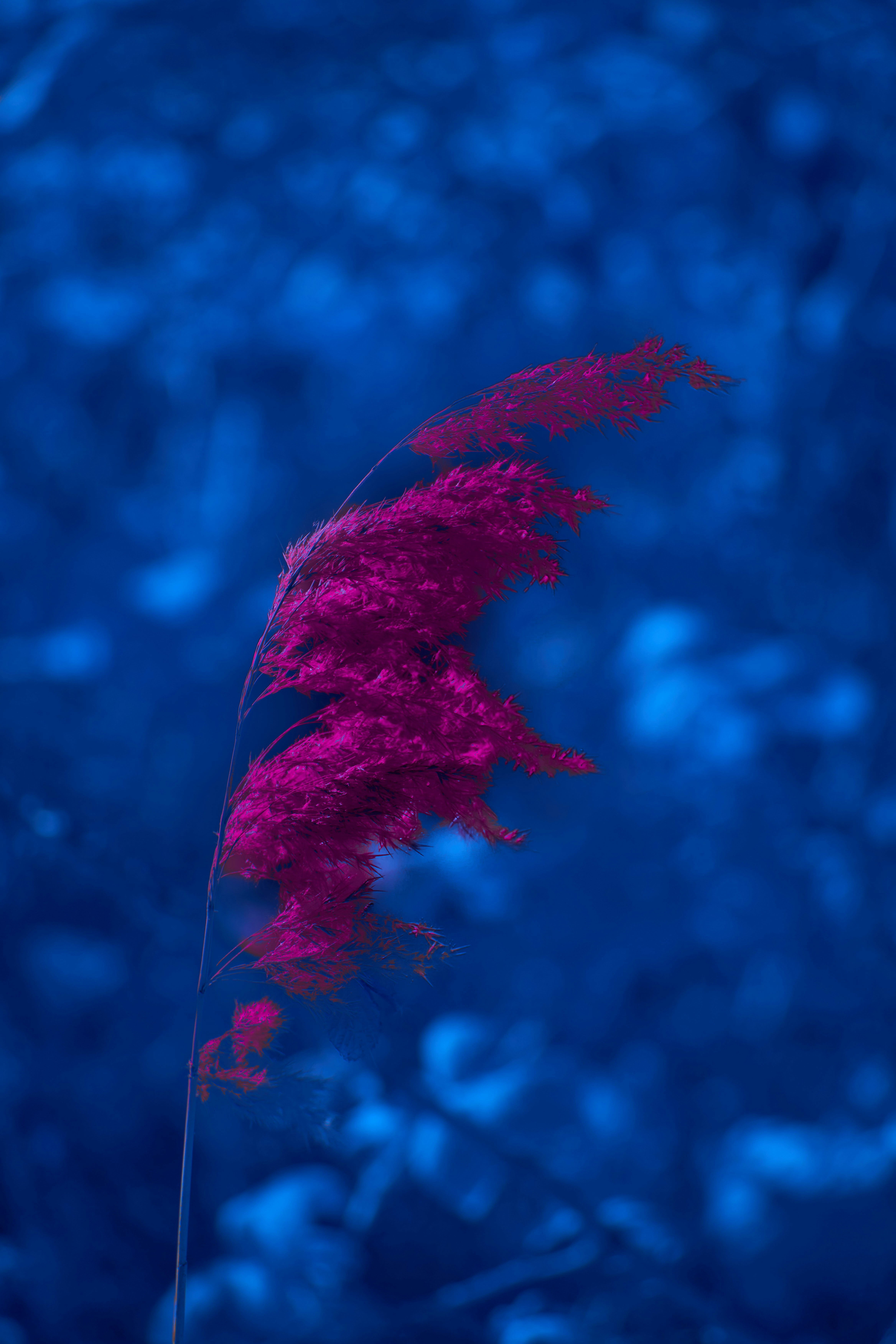 Photo by wolfgang_hasselmann