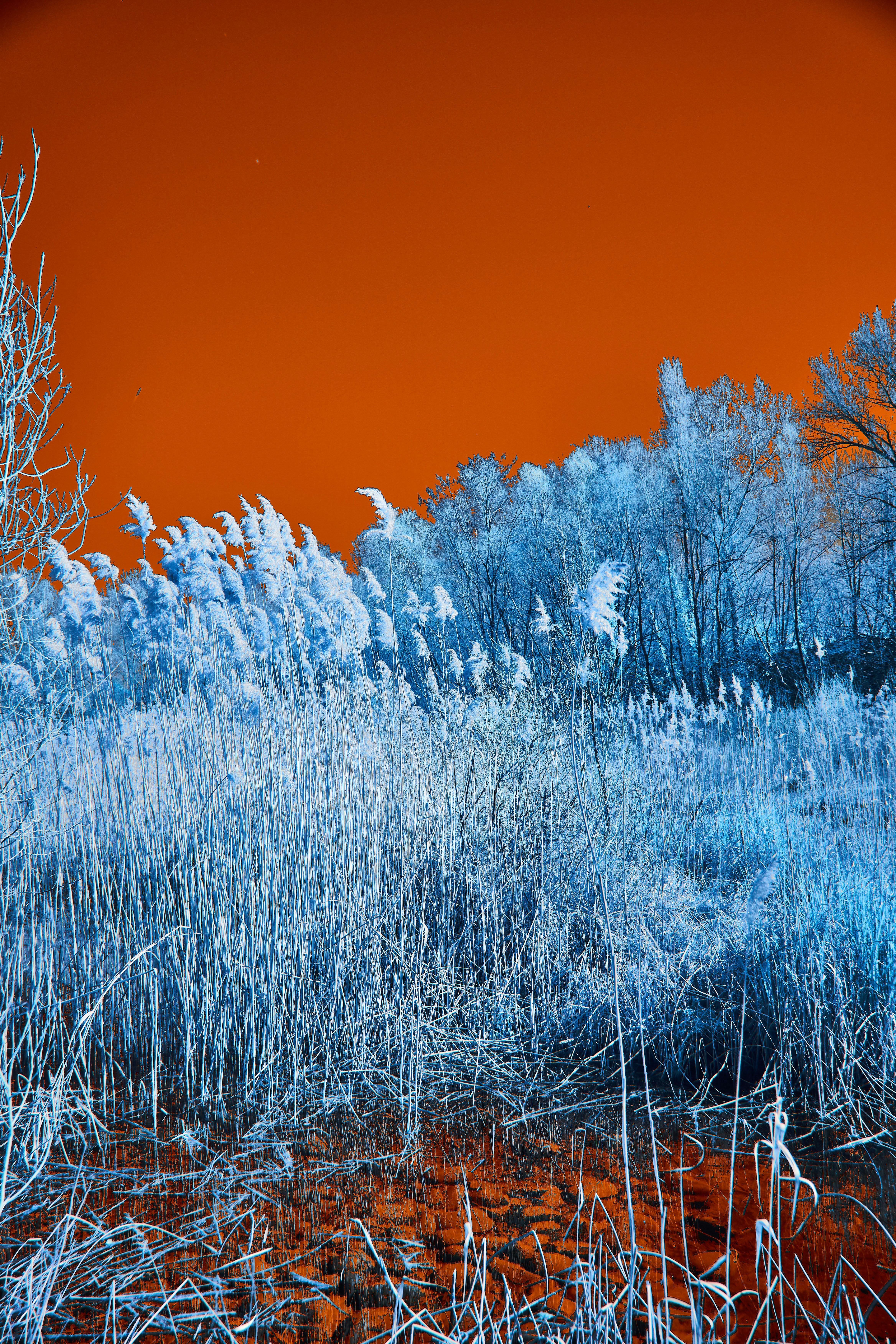 Photo by wolfgang_hasselmann