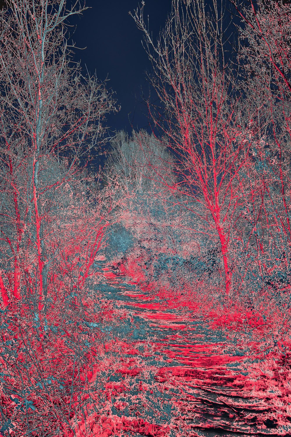 a red and black photo of trees and water