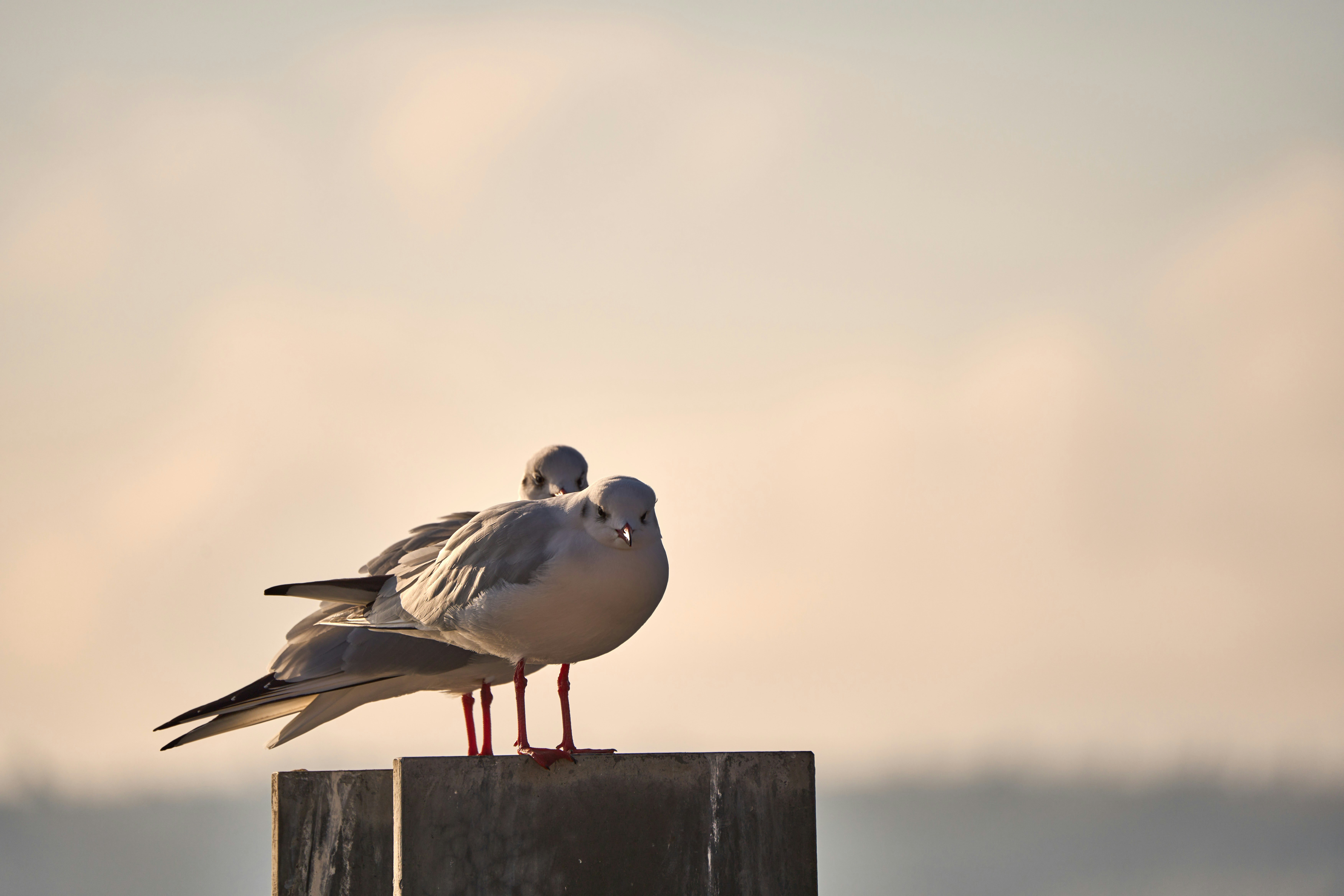 Photo by wolfgang_hasselmann