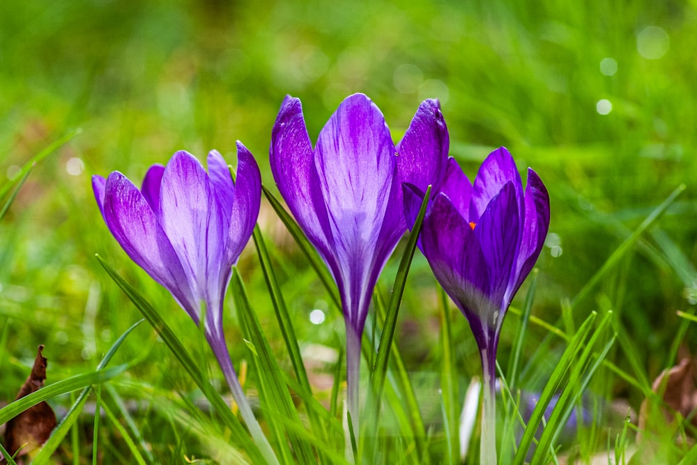 a group of purple flowers sitting on top of a lush green field