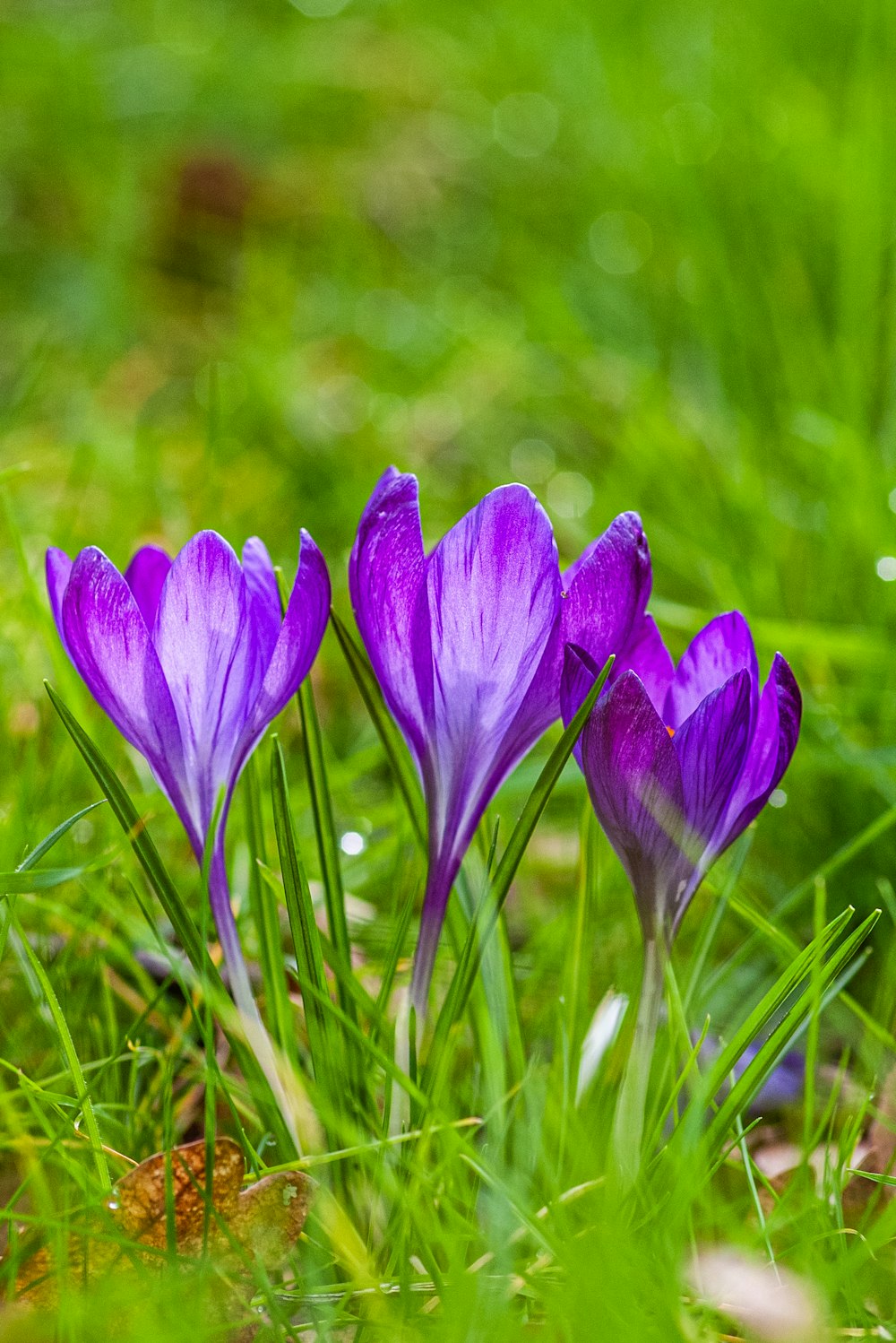 a group of purple flowers sitting on top of a lush green field
