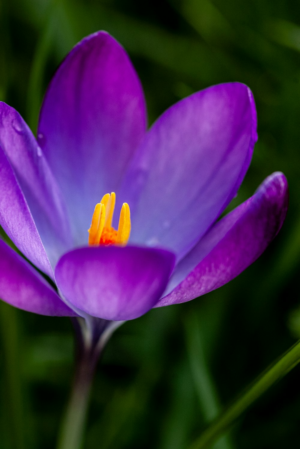 a close up of a purple flower with green leaves