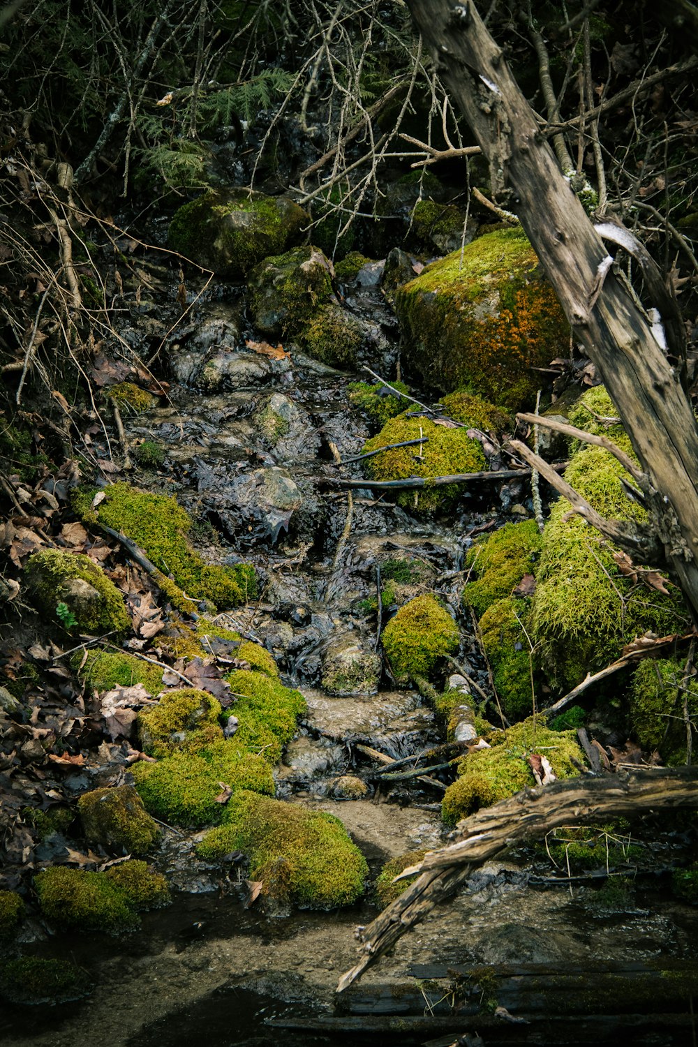 a stream running through a forest covered in green moss