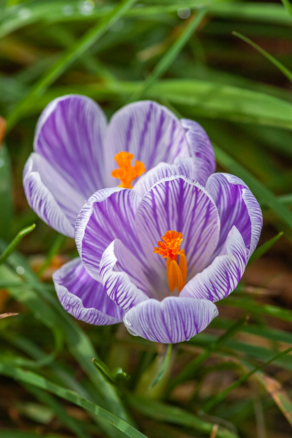 a couple of purple flowers sitting on top of a lush green field