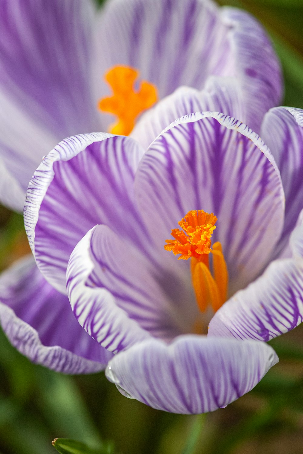 a close up of two purple and white flowers
