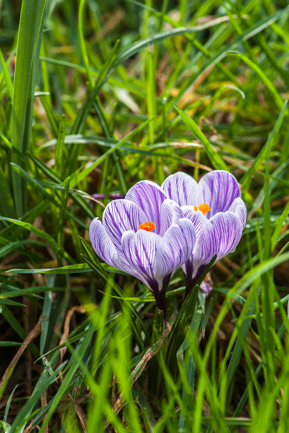 a couple of purple flowers sitting on top of a lush green field