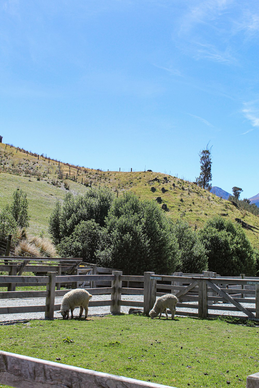 a group of sheep grazing in a fenced in area