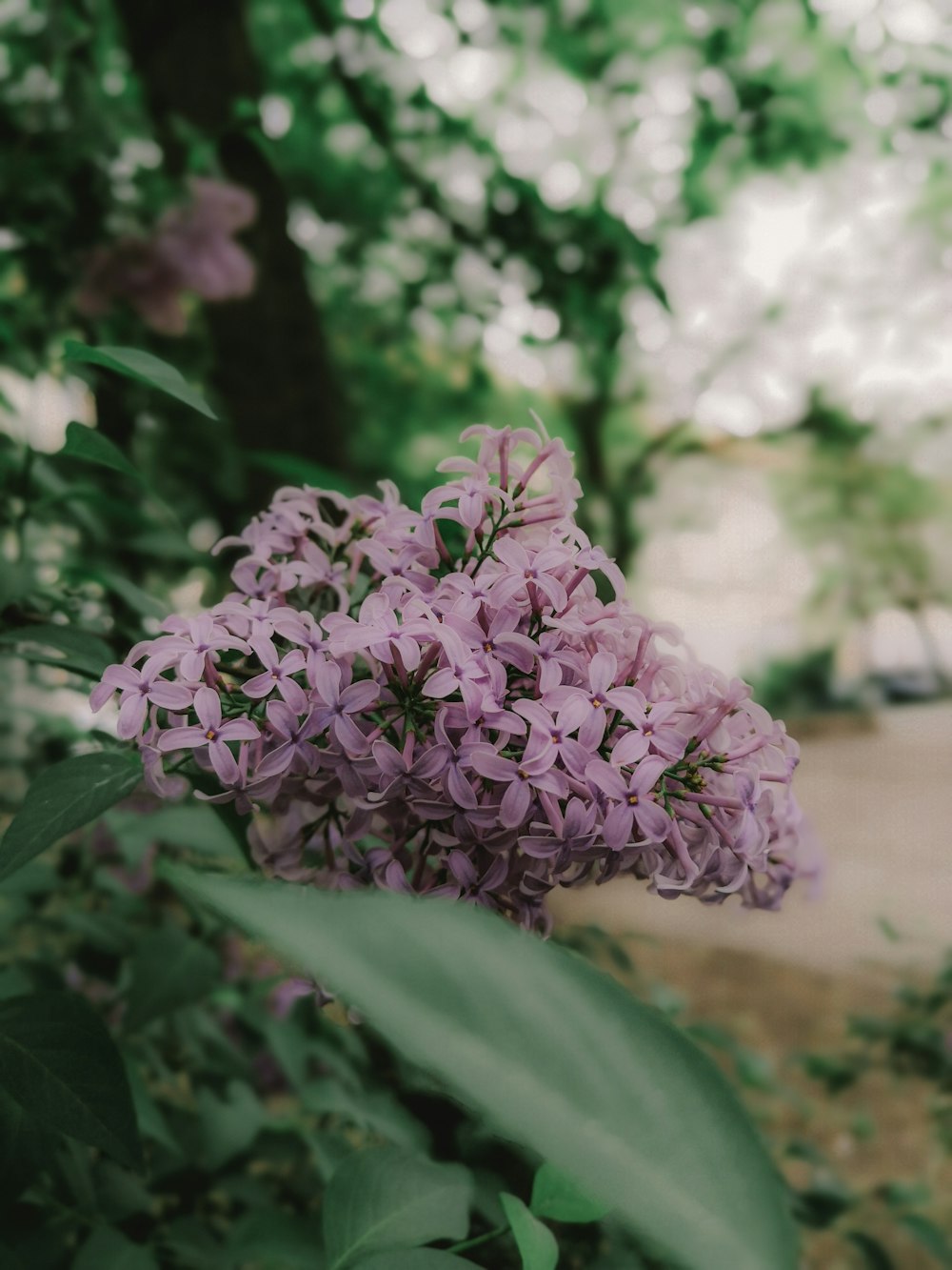 a bunch of flowers that are in the grass