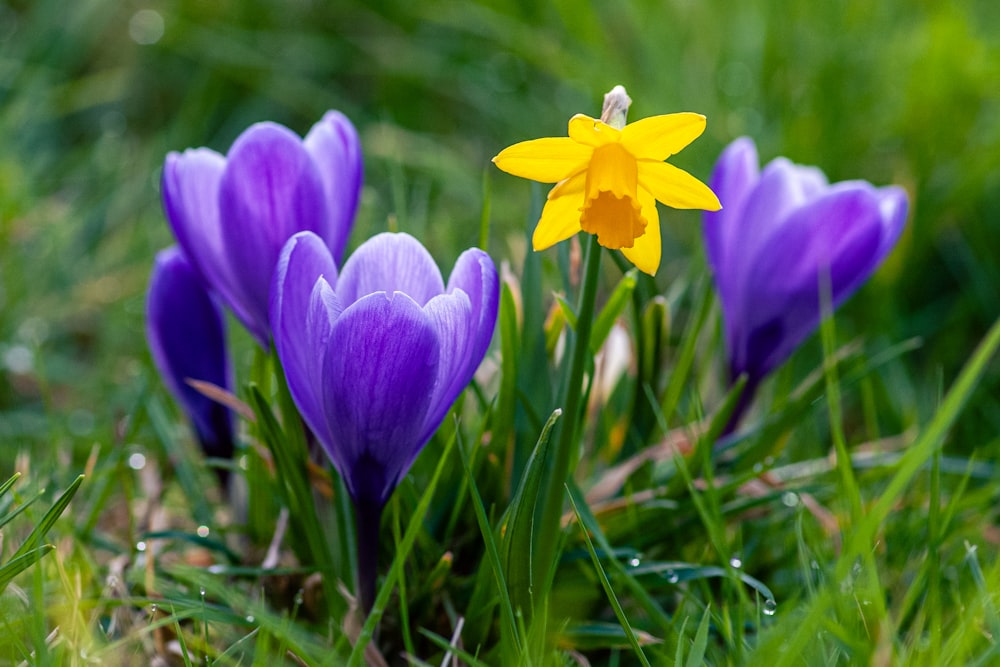 a group of purple and yellow flowers in the grass