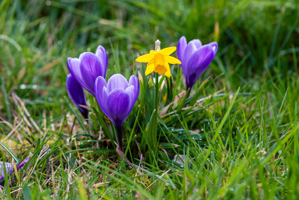 a couple of purple flowers that are in the grass