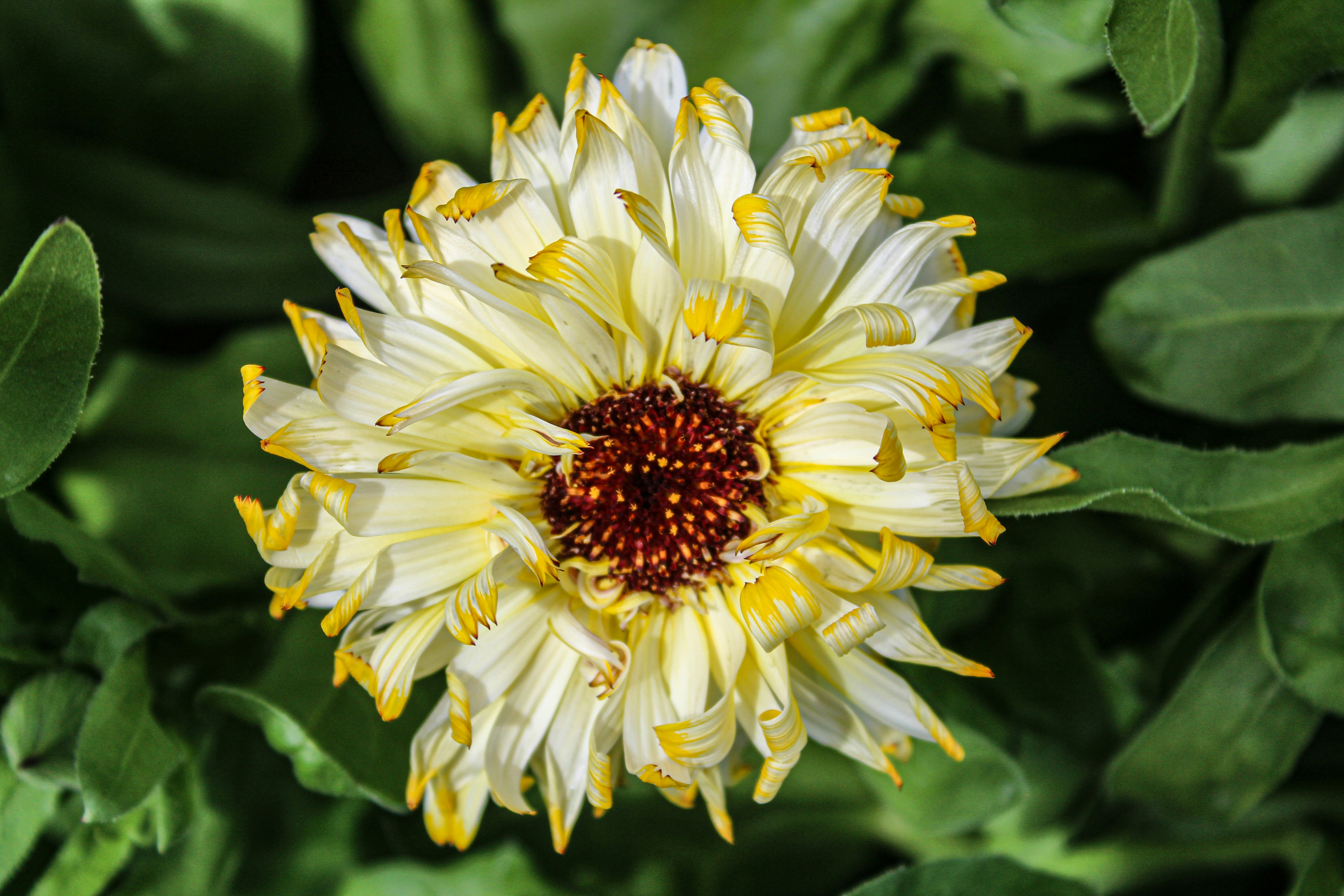 une fleur jaune et blanche entourée de feuilles vertes