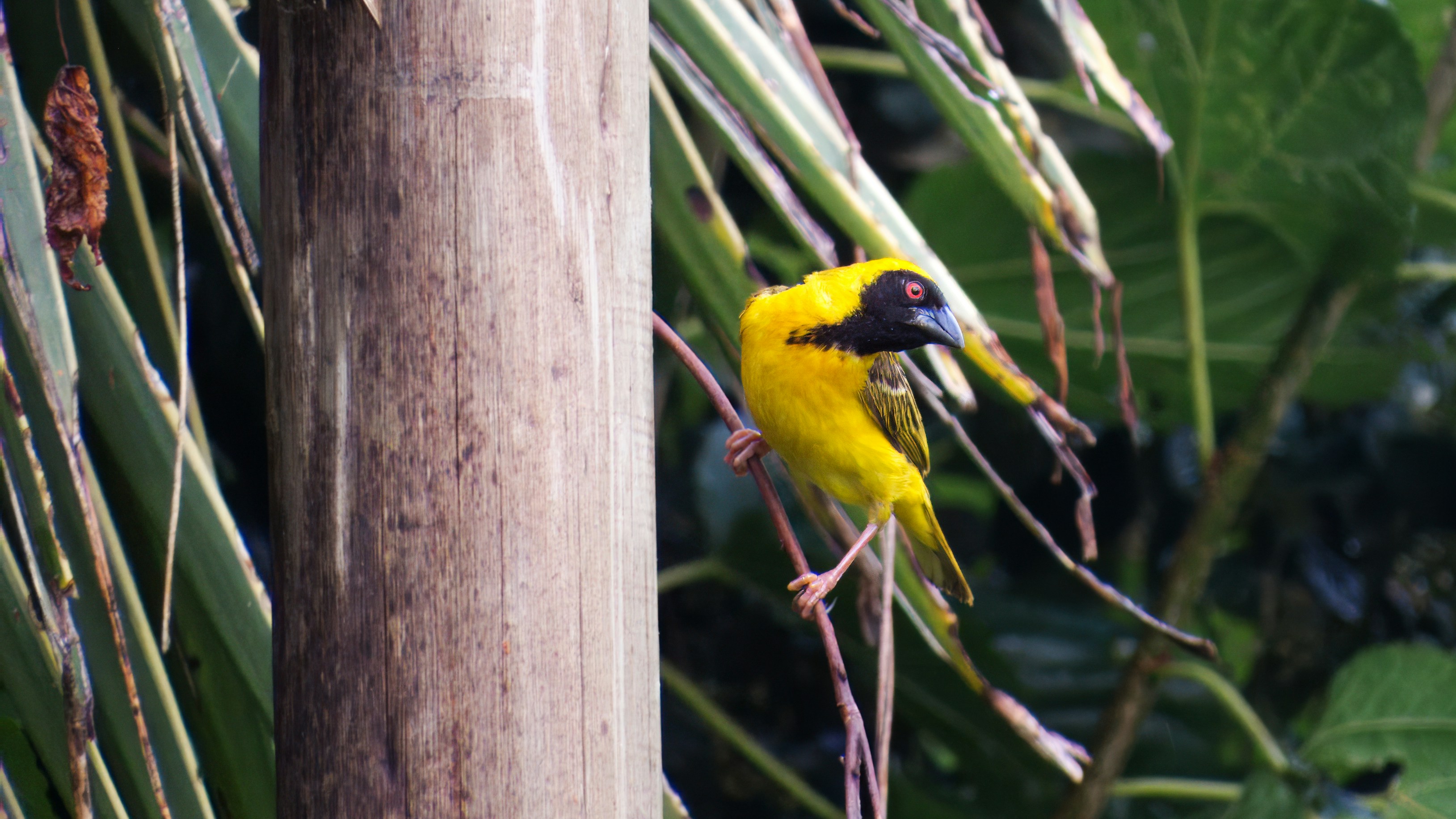 Photo by bullterriere