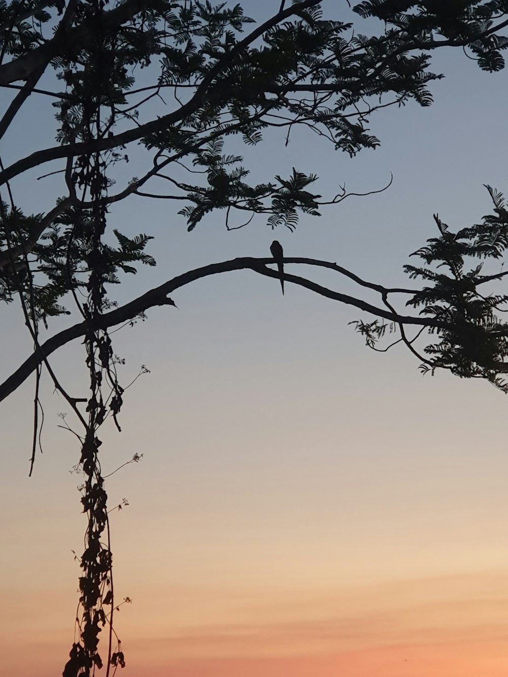 a bird perched on a tree branch at sunset