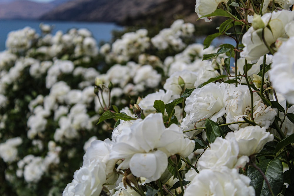 a bush of white flowers with water in the background
