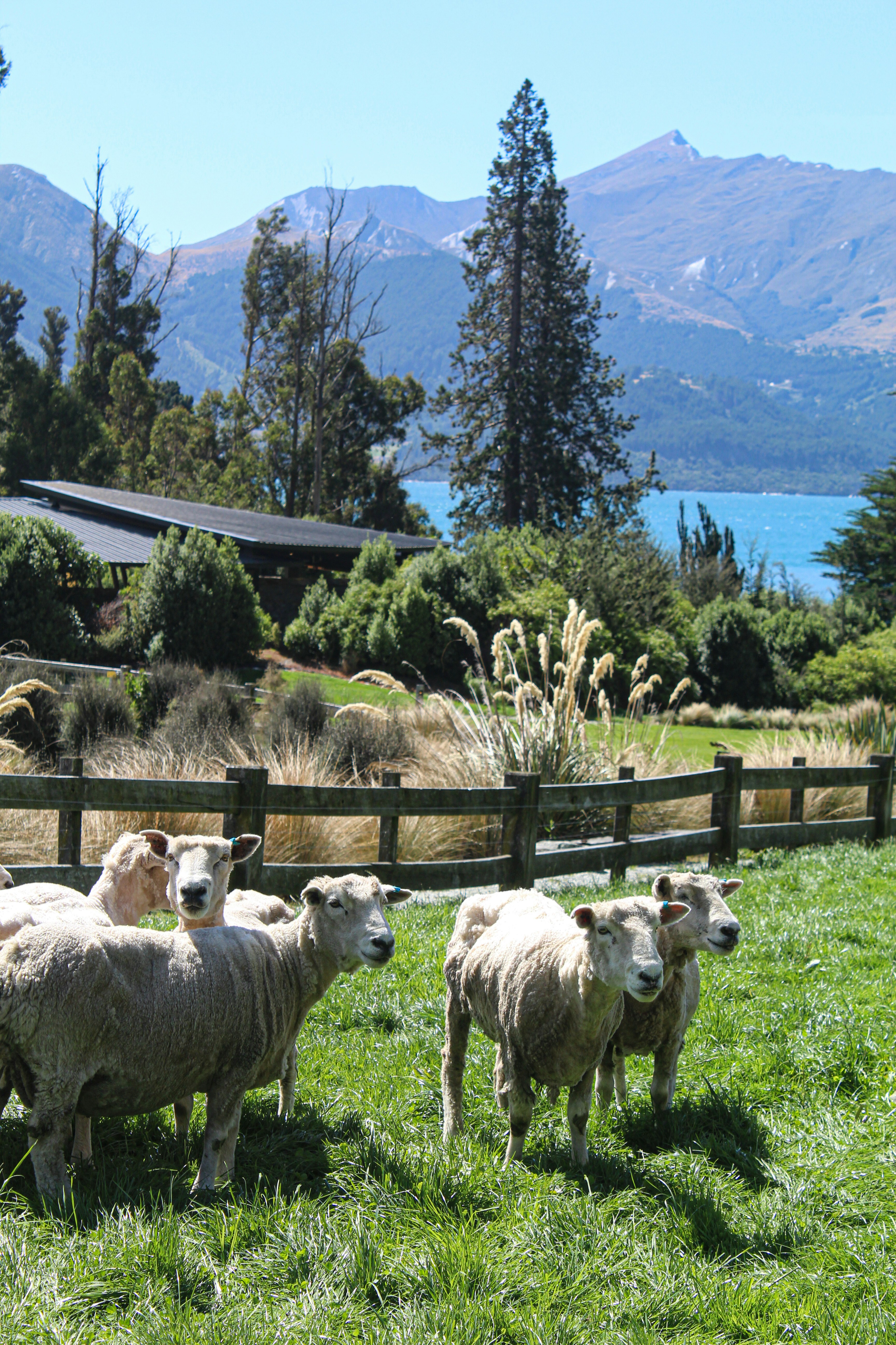 Walter Peak High Country Farm photo 2