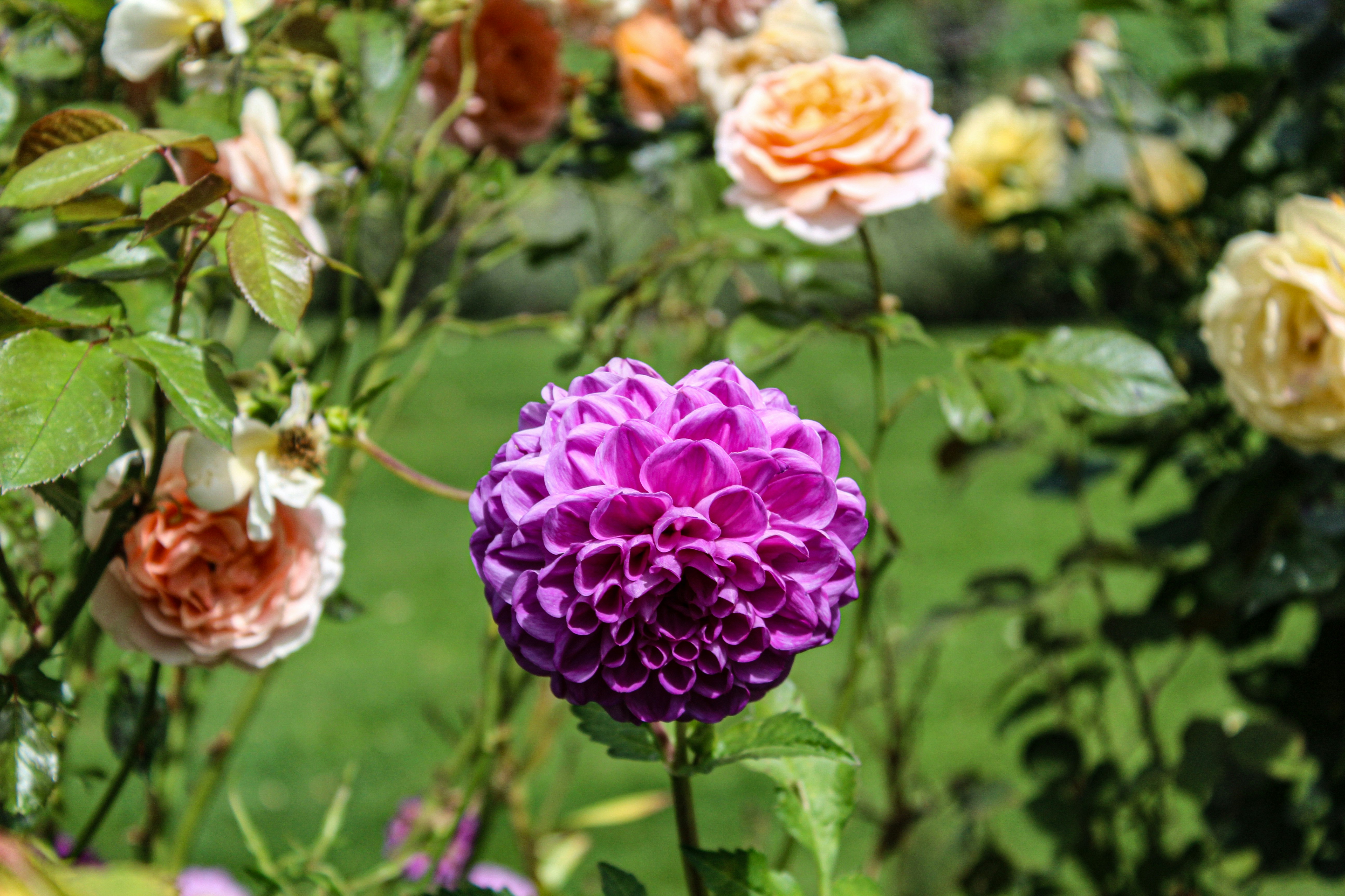 un bouquet de fleurs qui sont dans l’herbe