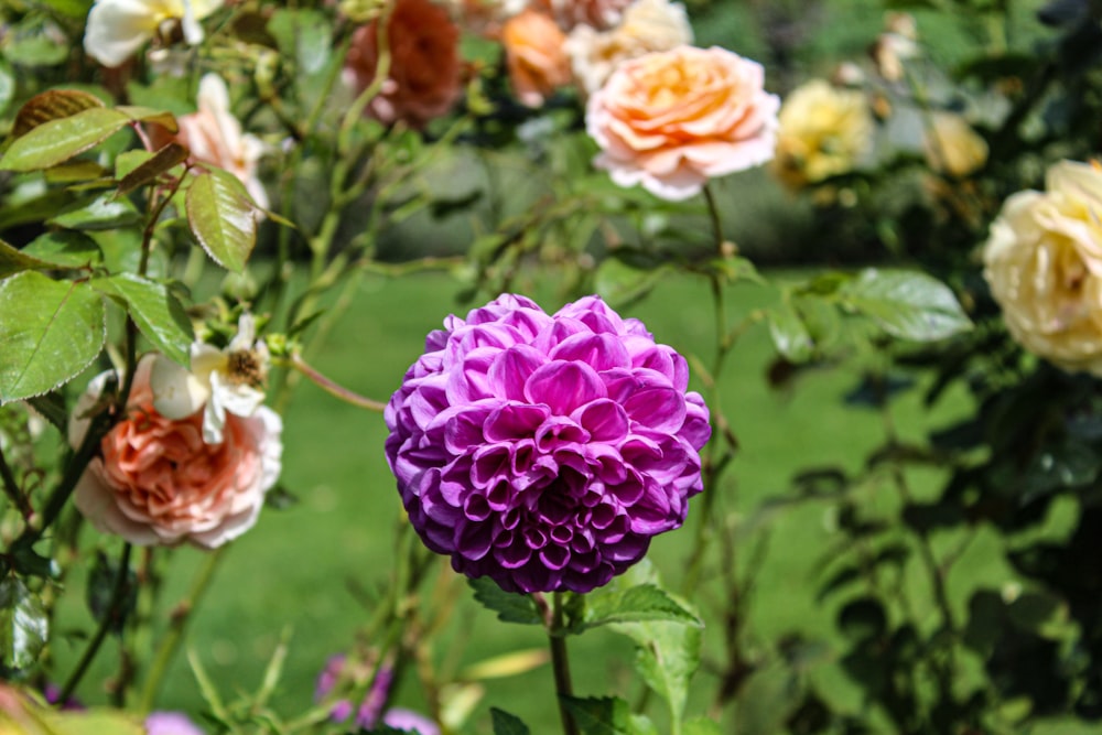 a bunch of flowers that are in the grass