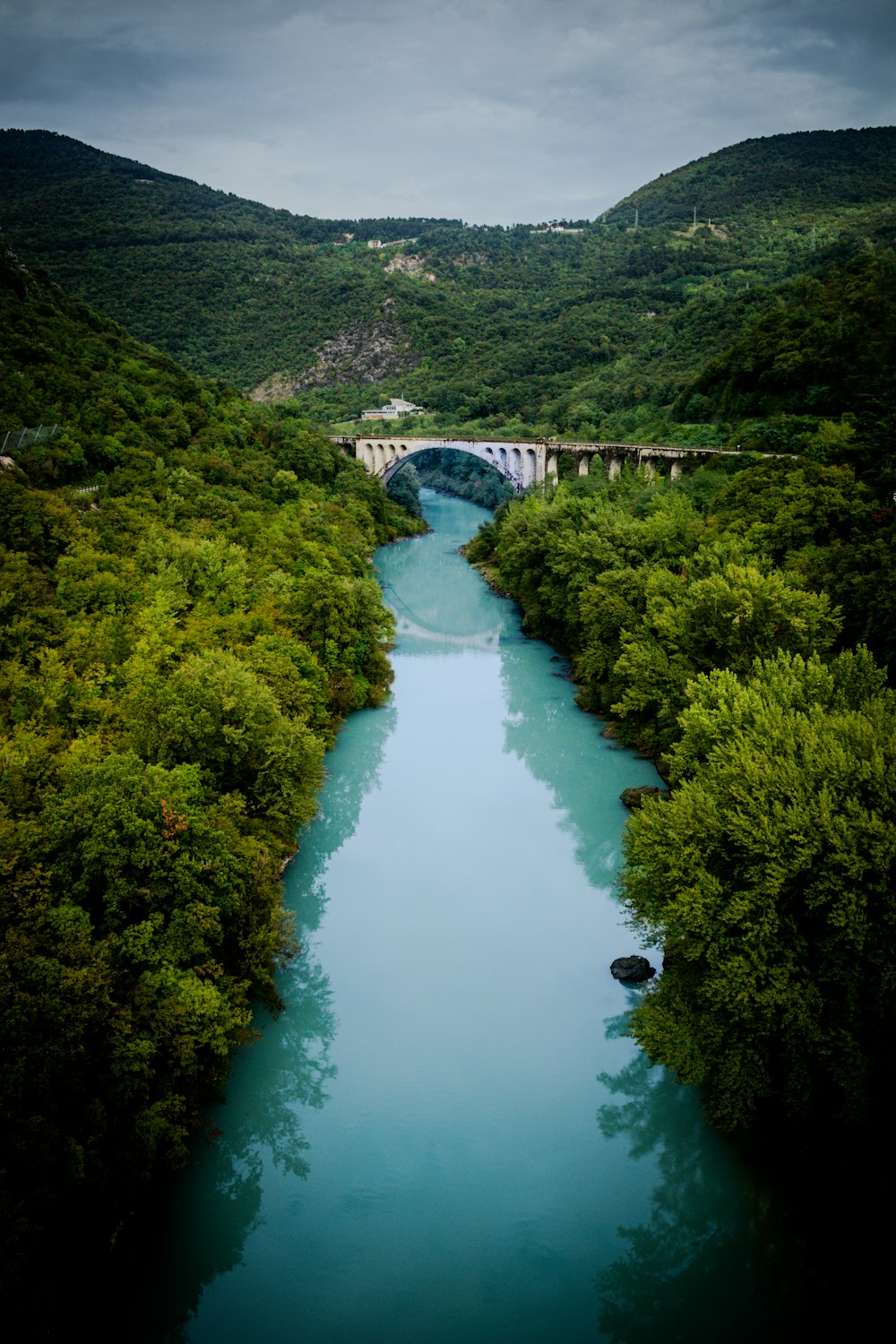 a river running through a lush green forest