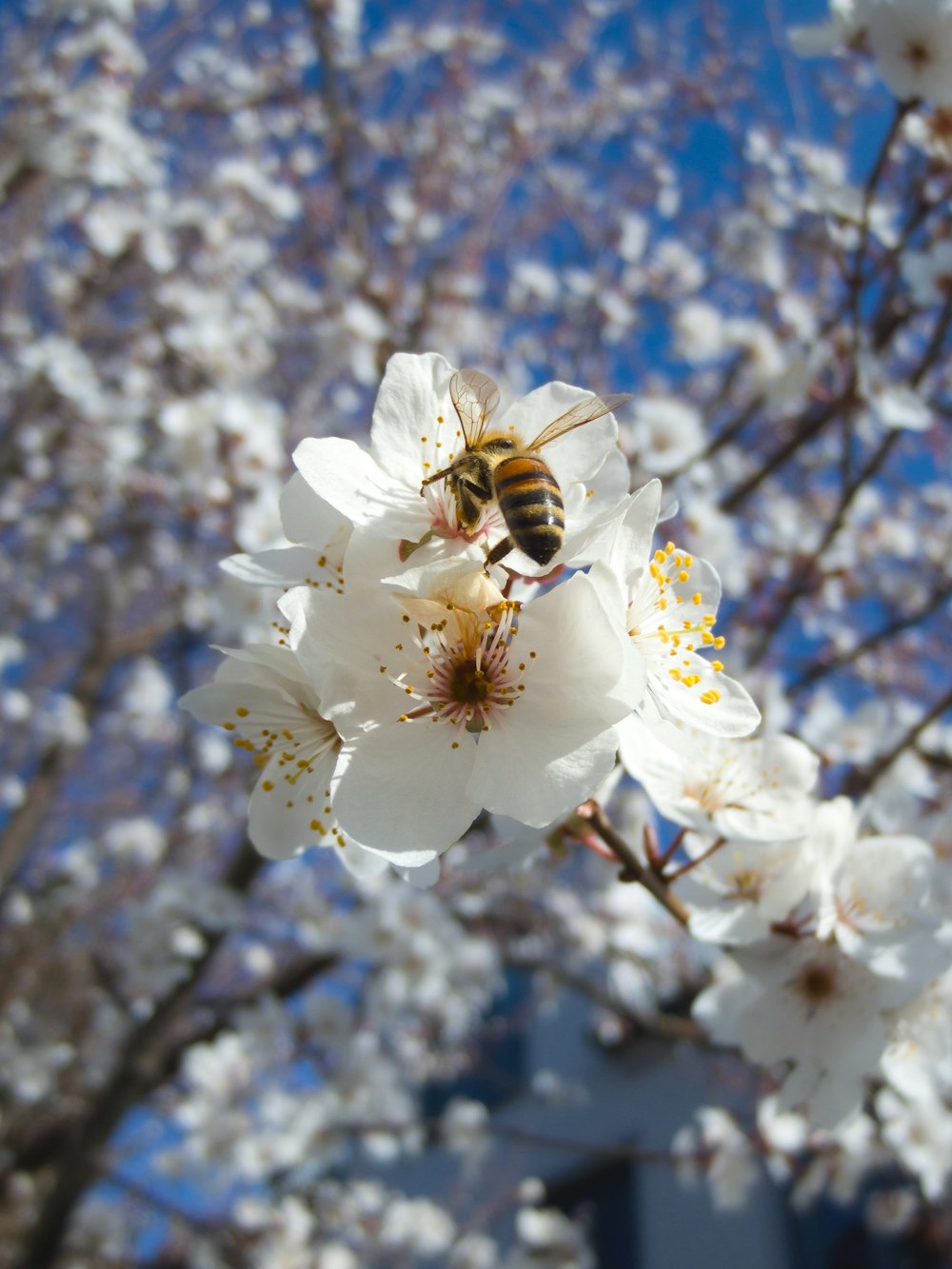 a bee is sitting on a white flower