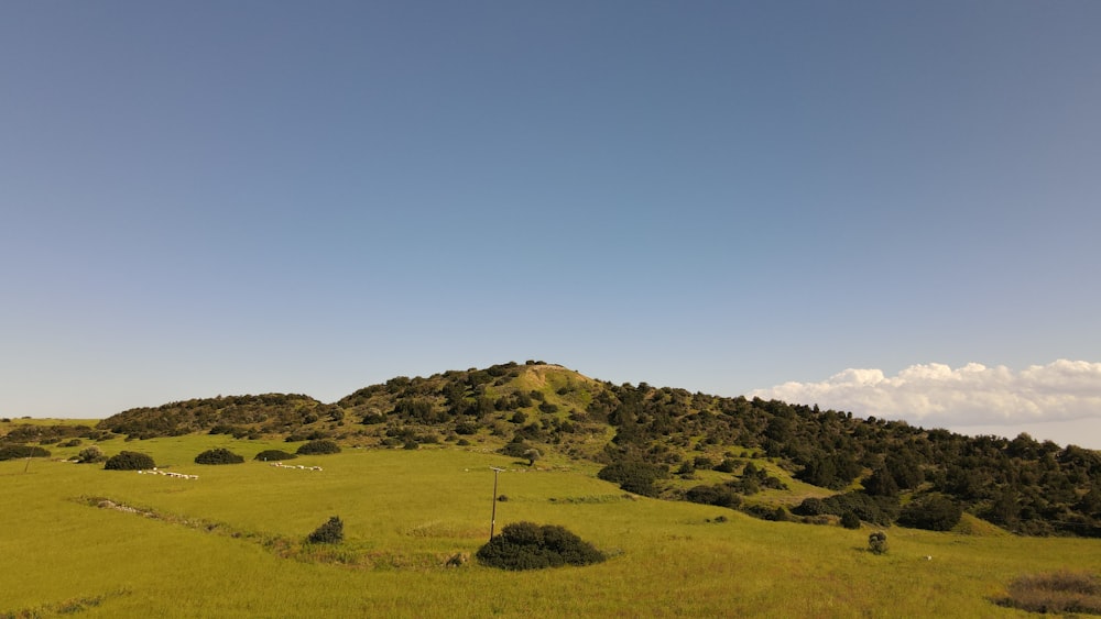 a grassy field with a hill in the background