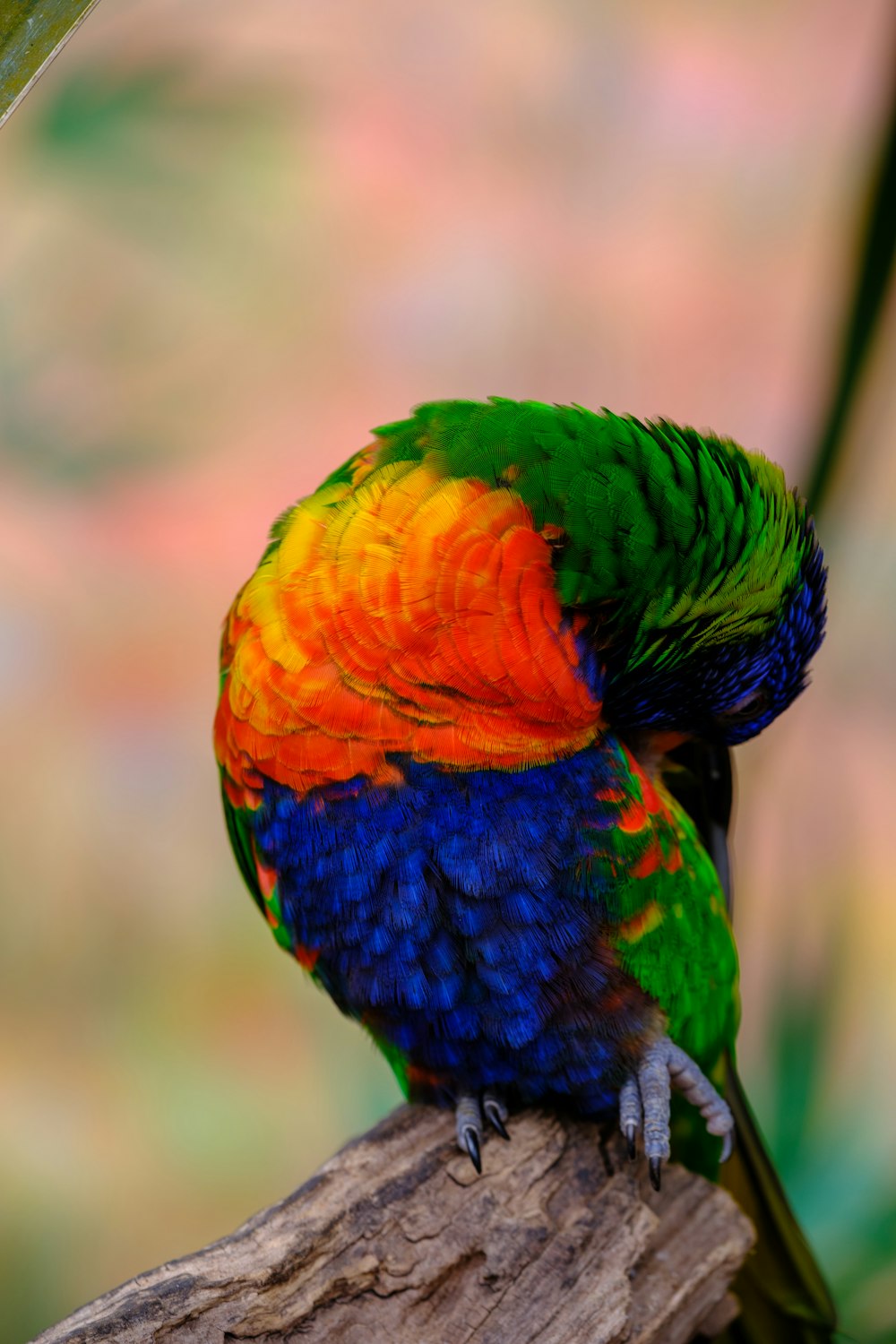 a colorful bird sitting on top of a wooden branch