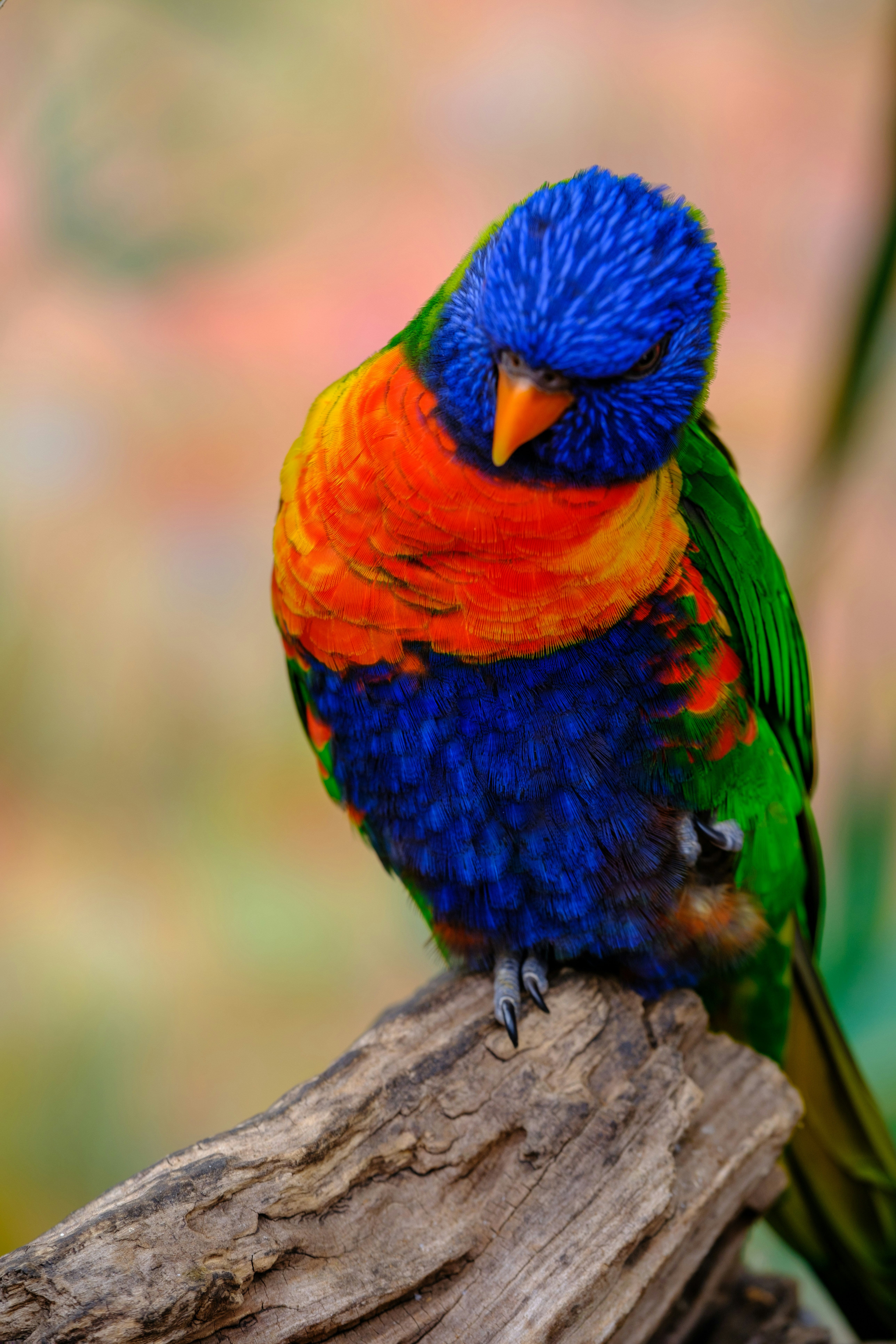 Chirping Companions: Budgerigars (Budgies) (image credits: unsplash)