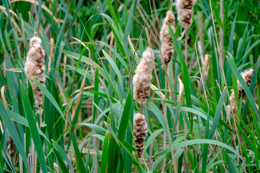 a bunch of brown and white flowers in a field