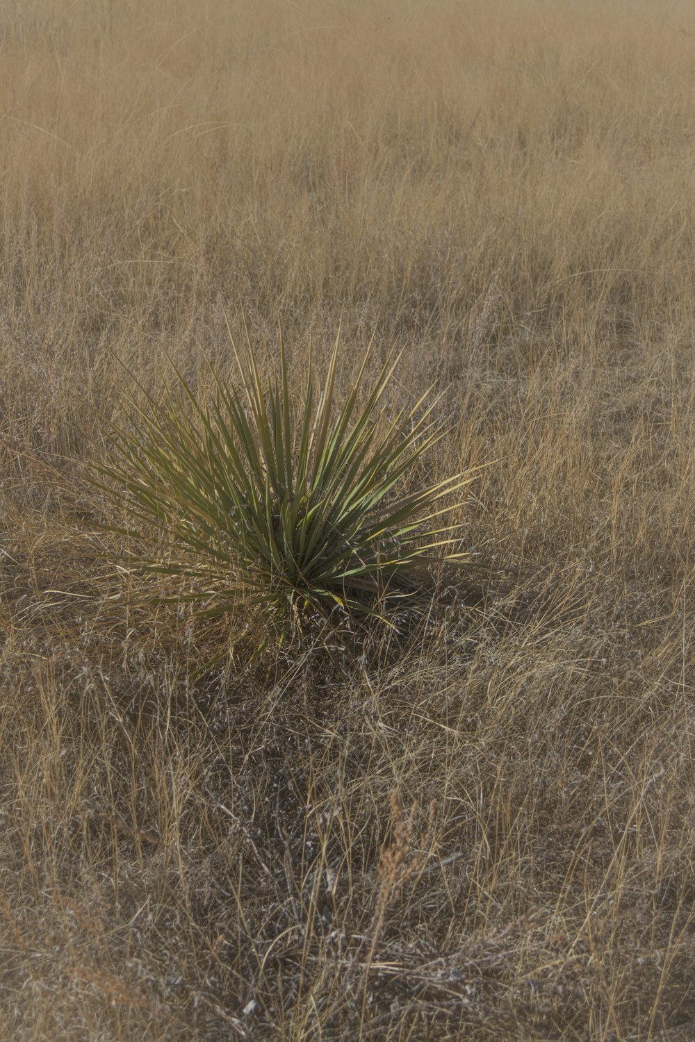 Eine einsame Pflanze mitten auf einem Feld