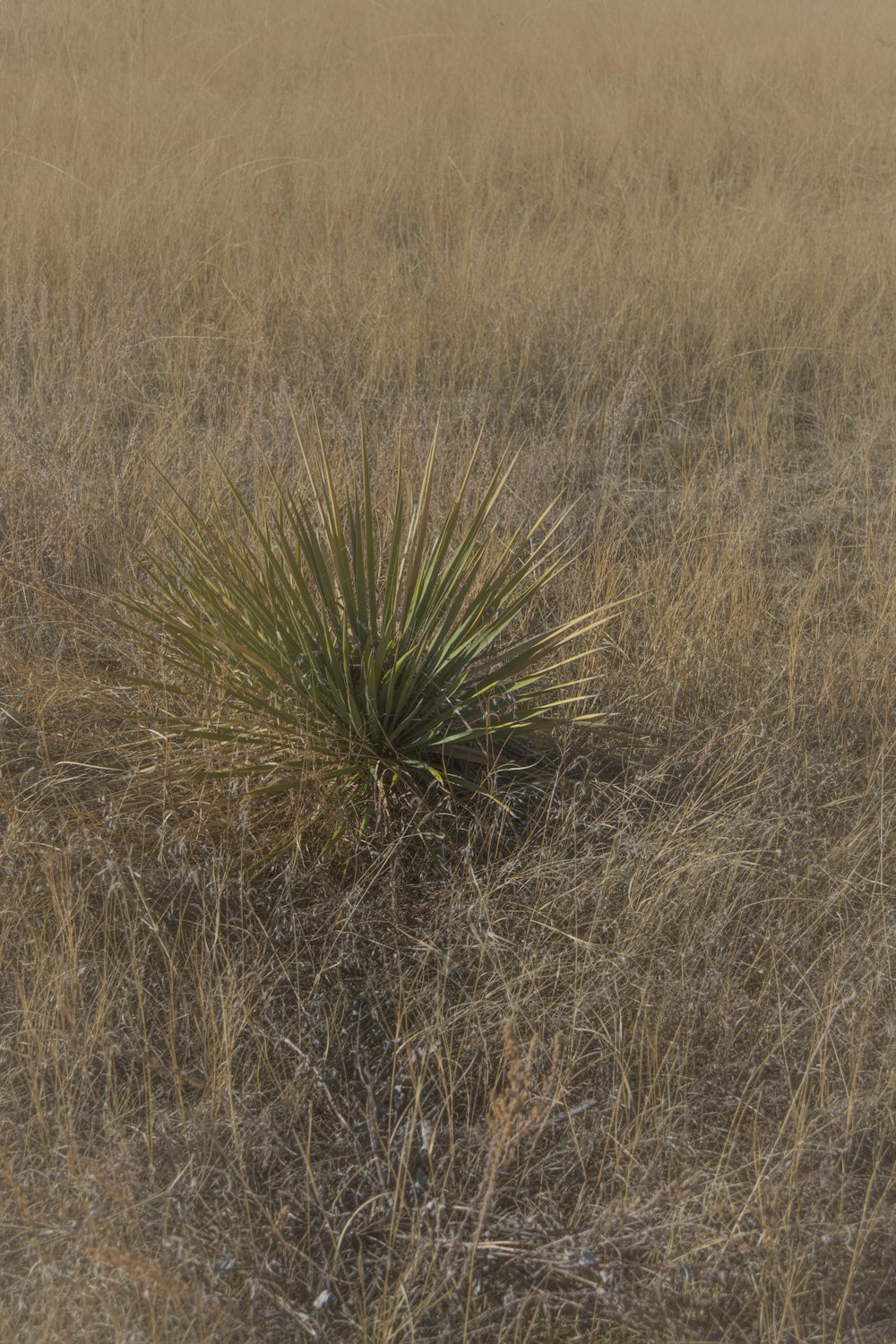 a lone plant in the middle of a field