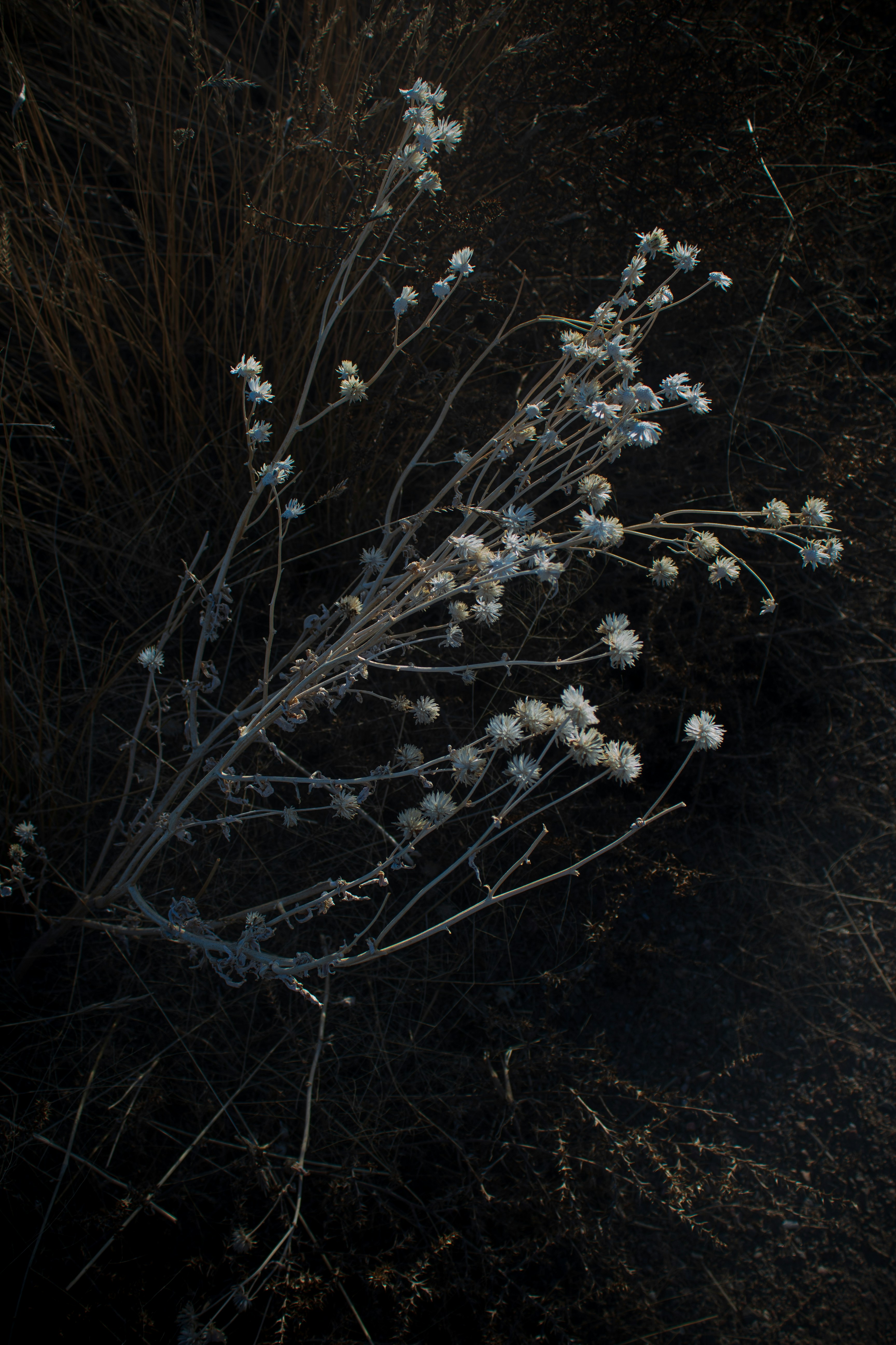 An image for a wild edible plants walk.