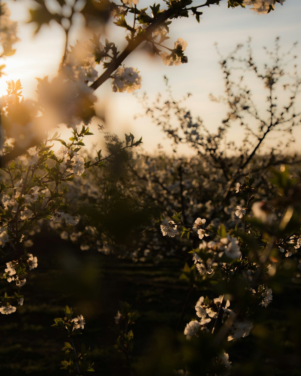 the sun shines through the branches of a tree