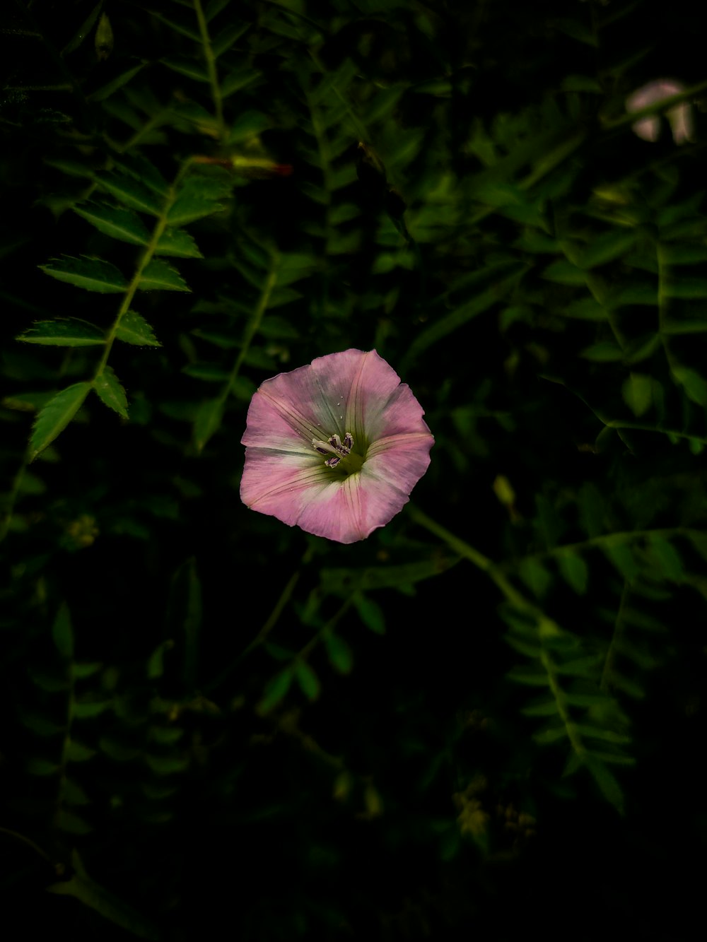 a pink flower is in the middle of some green leaves