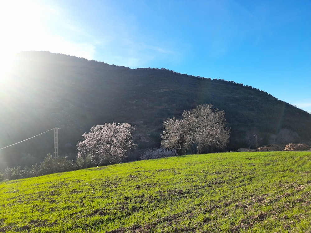 a grassy field with a hill in the background