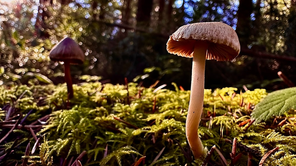 a couple of mushrooms that are in the grass