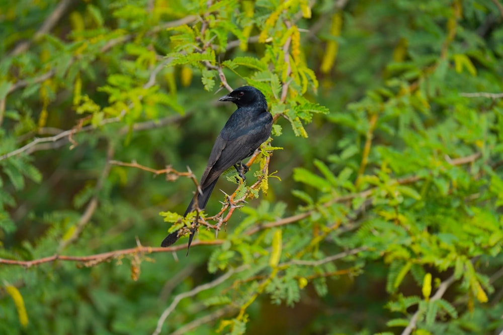 a black bird sitting on top of a tree branch