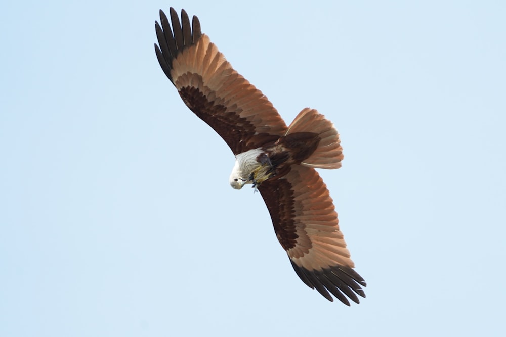 a large bird flying through a blue sky