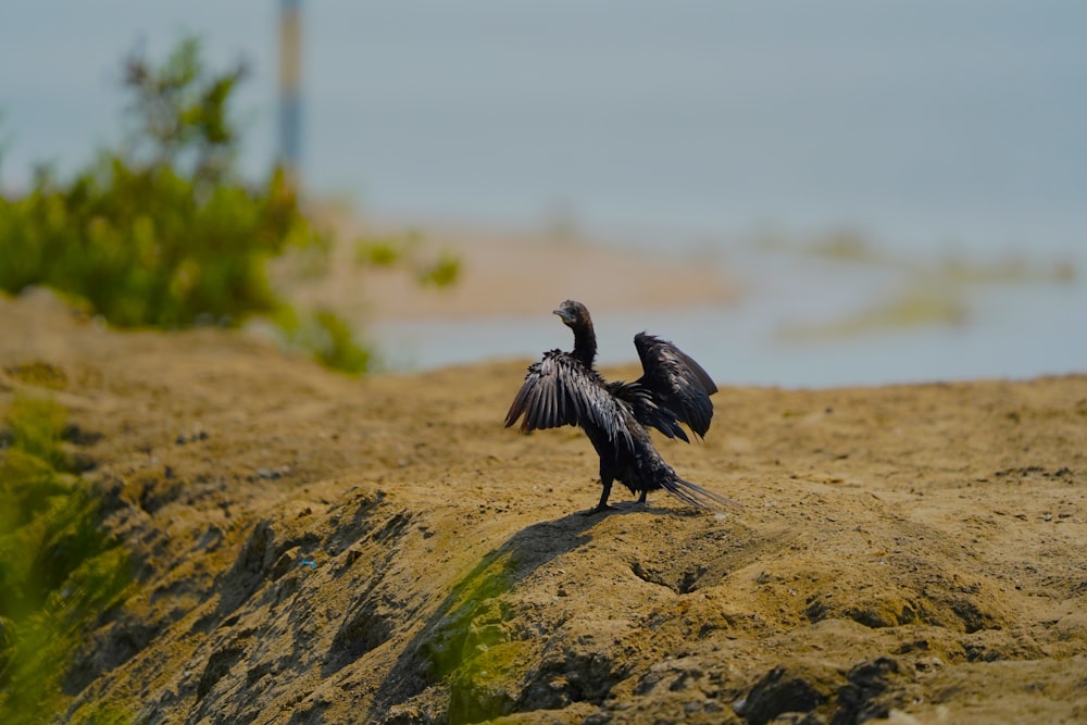 a black bird standing on top of a sandy beach