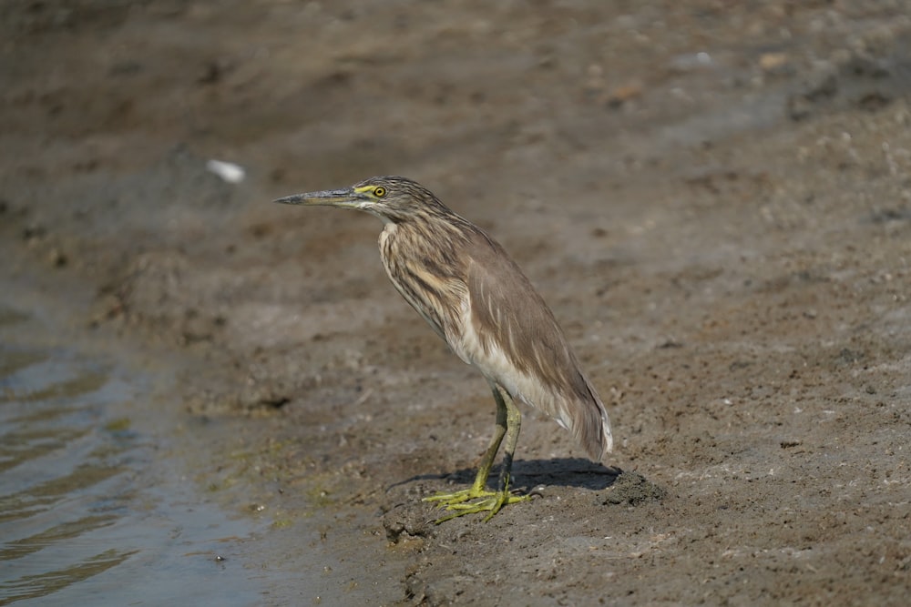 a bird is standing on the sand by the water