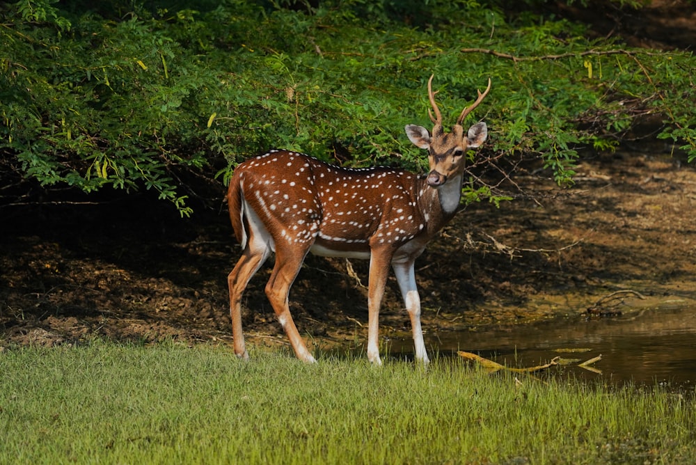 a small deer standing next to a body of water
