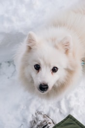 a small white dog standing in the snow