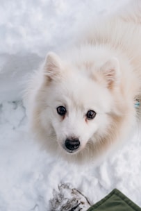 a small white dog standing in the snow