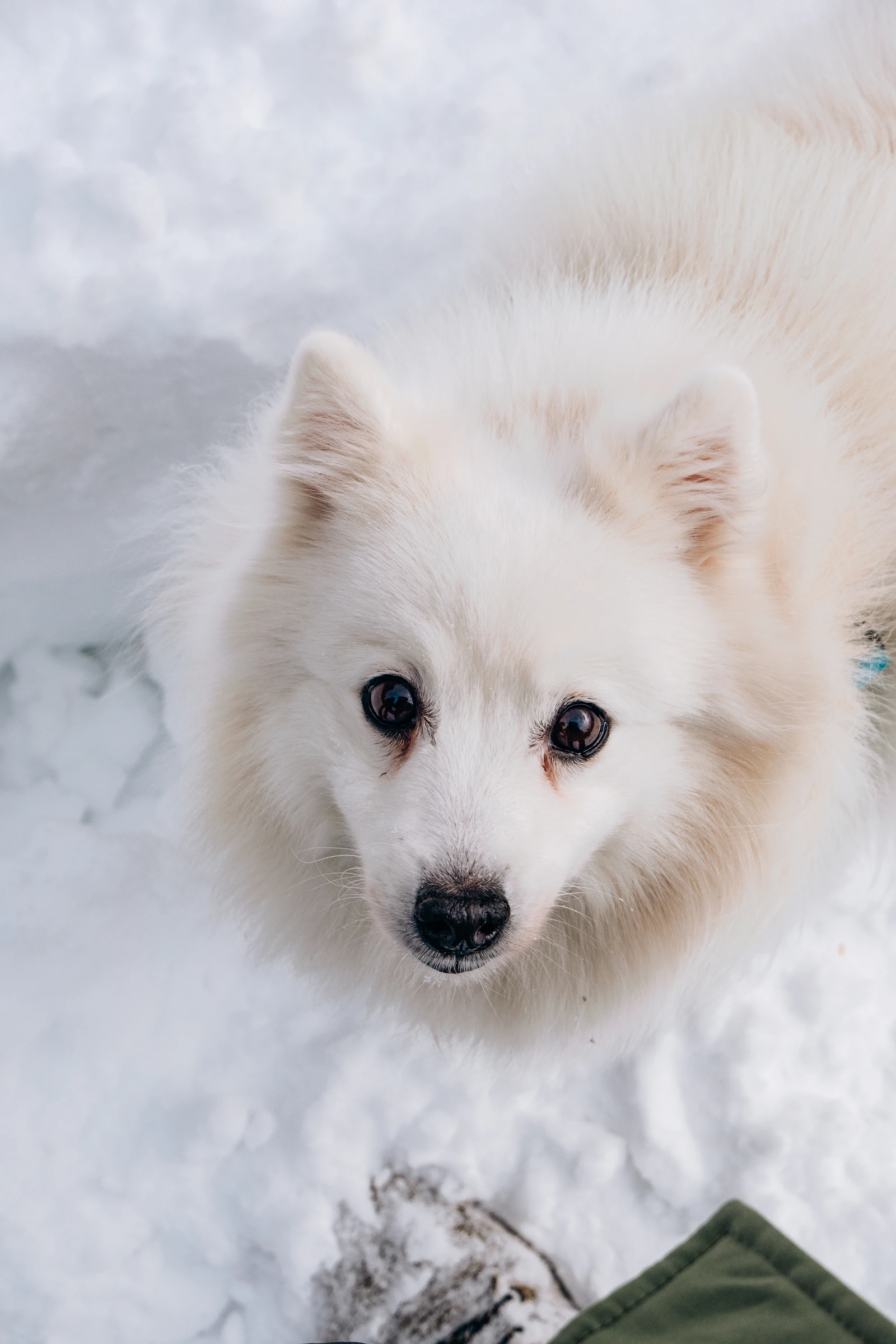 Small white Japanese Spitz dog standing in snow, photo on Unsplash