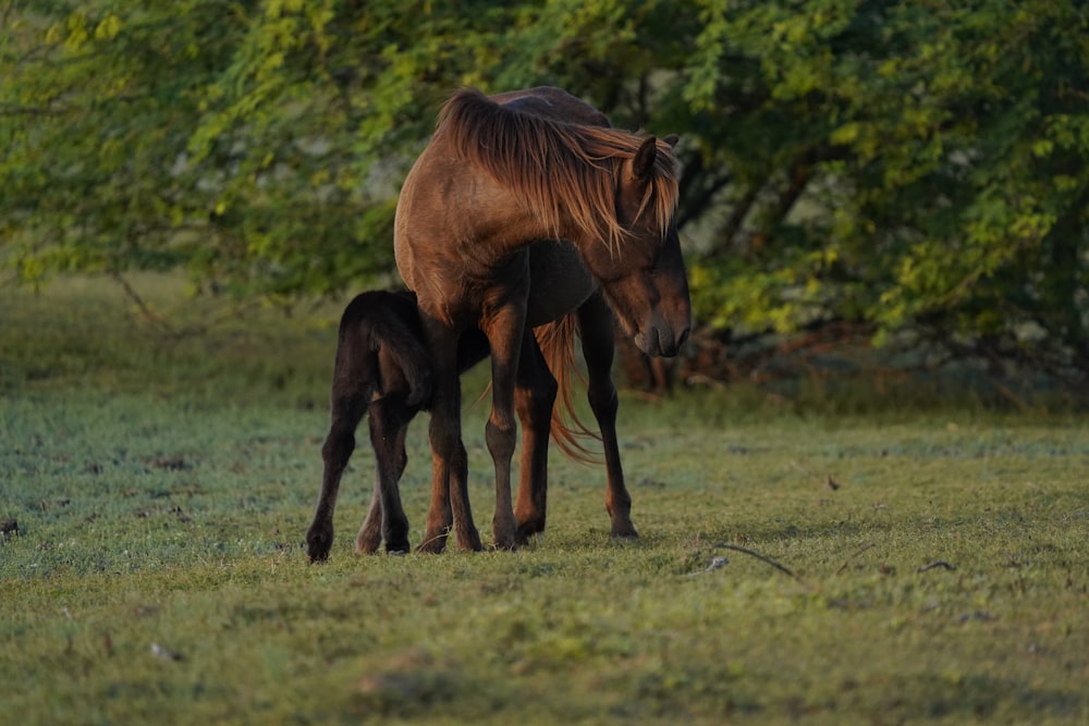 a horse and a baby horse standing in a field