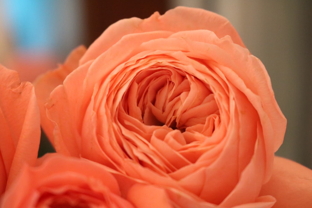 a close up of a pink flower with a blurry background