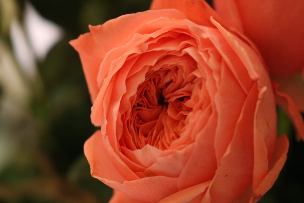 a close up of a flower with a blurry background