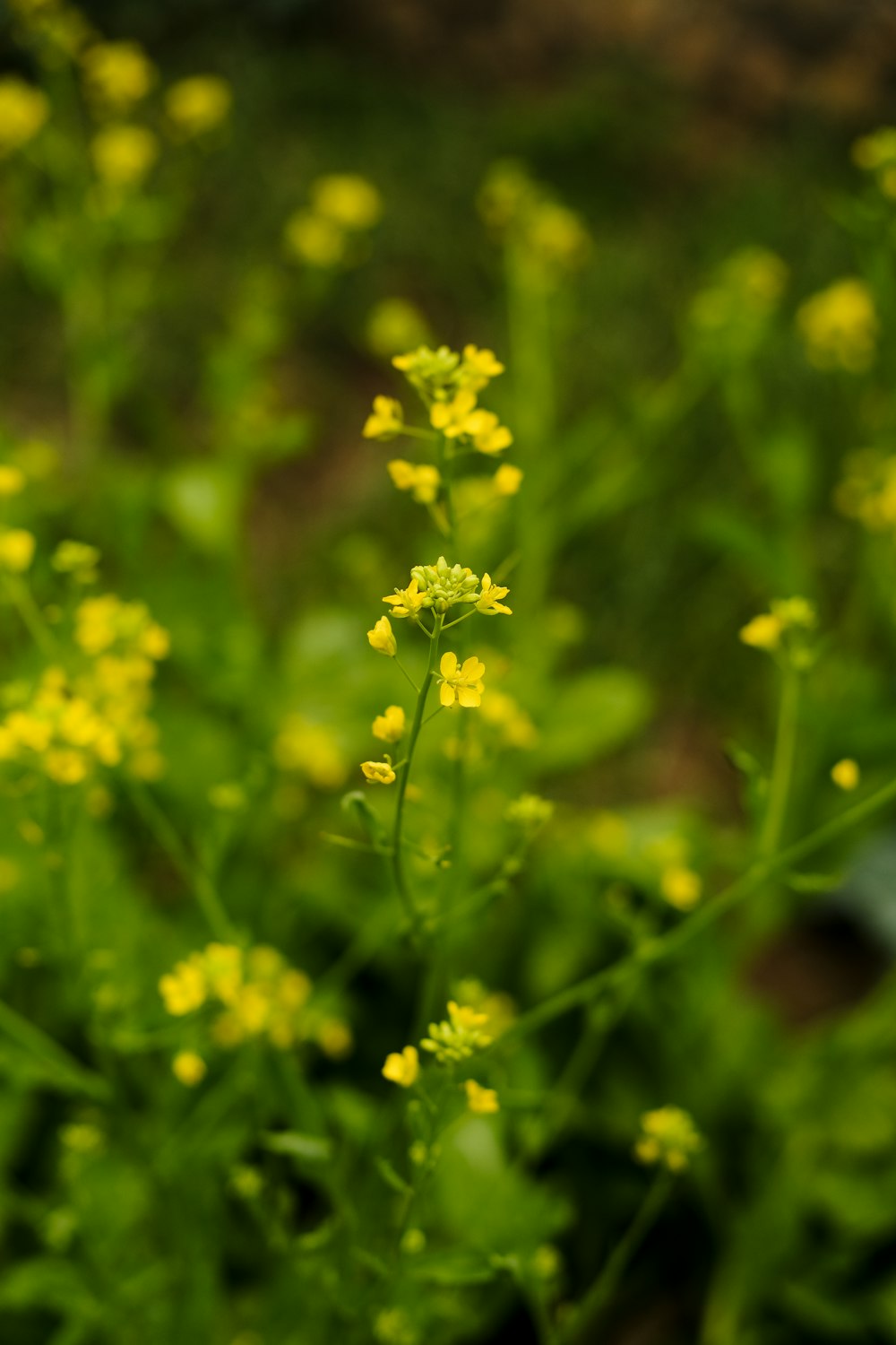 um close up de uma planta com flores amarelas