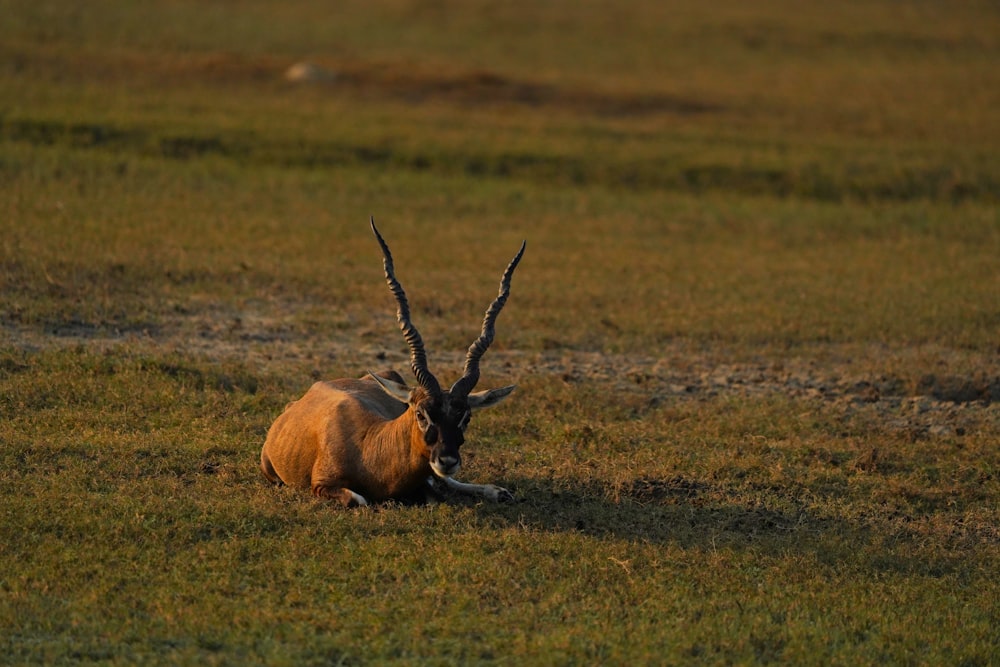an antelope laying down in a grassy field
